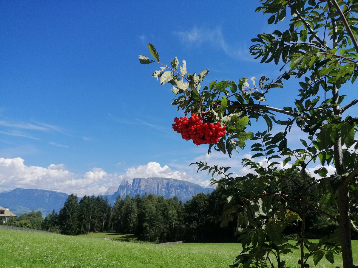 immer wieder der Schlern im Blickfeld